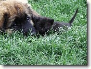 Poh�dka o pejskovi a ko�i�ce.