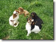 King Charles �pan�l - v�echny barvy