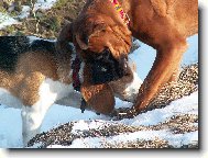 nejlep�� kamar�di