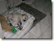 M�j malink� Falco