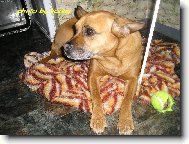 Wikinka(sm�en� plemeno psa)