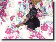 ��pkov� r��enka