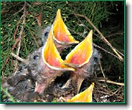 P�i�el �as krmen�