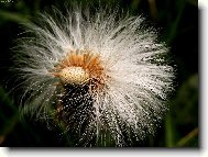 Rozcuchan� kr�ska