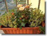 R��e v mate��dou�ce