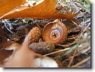 �aludov� z�ti��