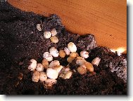 Vejce u�ovky �erven�