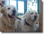 na�e zlati�ka milujem je!!!