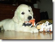 Angelo zlat� retrivr (sedm t�dn�)