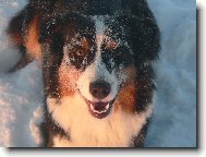 Chuckie alias sn�n� bub�k