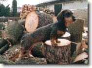 Jezev��k na vyhl�dce