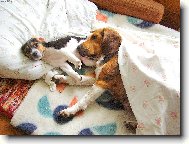 J�,U� ZASE ST�VAT!