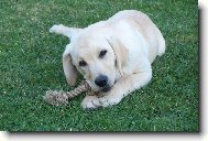 Anetka a obl�ben� hra�ka