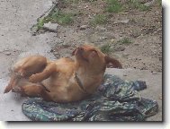 U� bych m�la vst�vat...