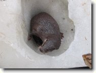 "Je�t� nesplachujte!!!"