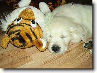 Kr�sn� sp�nek s kamar�dem