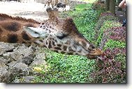 �irafa p�i chuti