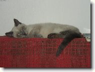 Milou�k� To N� Mike�ek