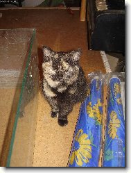 Jenny n�m us�n�