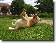 Rozko�n� v�len�