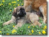 Ad�lka Quin. Galaxy Oss