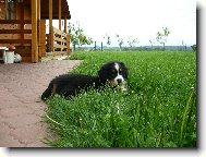 Na�e mal� Belinka.