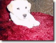 jsem Labrador a je mi 7 t�dn�,tak co mi ��k�te