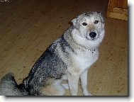 L�skypln� kuku�