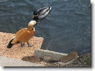 Ka�ky a potkani v ZOO