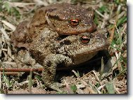 �abky cestovatelky