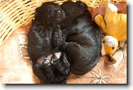 pohoda d�es br�cho