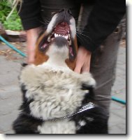 Sala�nick� zoubky