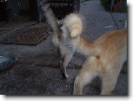 pokus o vyfocen� ko�i�ek