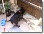 pejsko-ko�kov�n�