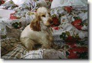 To jsem j� v pe�in�ch....