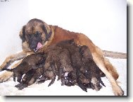 �punti d�vaj� mamin� zabrat