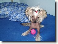 Pane, poj�te si hr�t