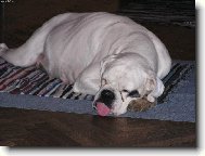 Odpo��vaj�c� pes