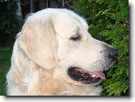 Kde m�m tu nev�stu?