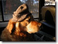 Nesn��m rann� �ichty!