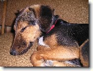 Bobinka po v�kendov�m ��d�n� na chat�