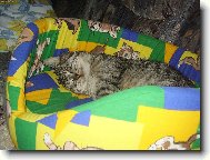 M�j kocourek spink�