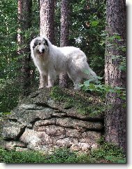 jsem p�ece horsk� pes...