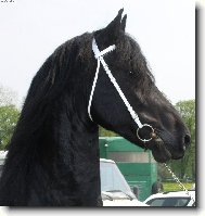 vzne�enost fr�zk�ho kon�