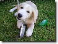 Ned�m,to je m�j mobil..