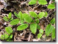 prvn� jarn� l�stky