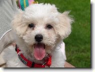 To m�m ale kr�sn� r��ov� jaz��ek, he� !!!