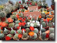 V�stava kaktus� Plze�