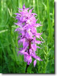 Vstava� mu�sk�