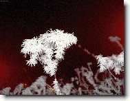 Zima a mr�z dovedou  �arovat